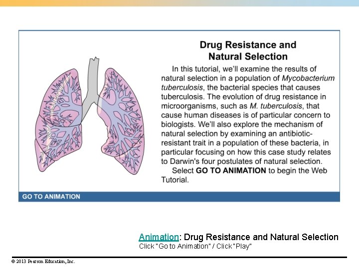 Animation: Drug Resistance and Natural Selection Click “Go to Animation” / Click “Play” ©