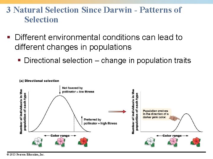 3 Natural Selection Since Darwin - Patterns of Selection § Different environmental conditions can