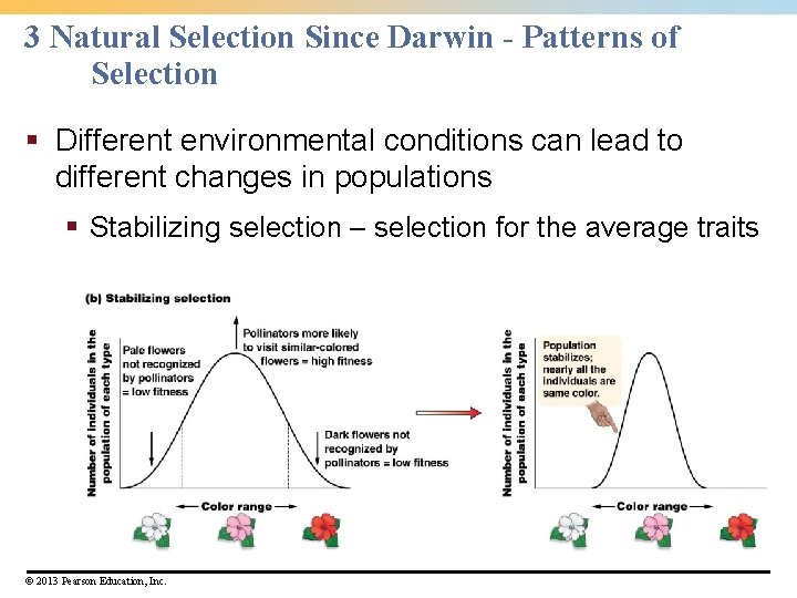 3 Natural Selection Since Darwin - Patterns of Selection § Different environmental conditions can