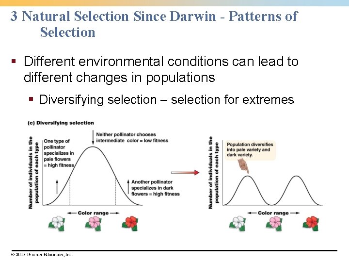 3 Natural Selection Since Darwin - Patterns of Selection § Different environmental conditions can