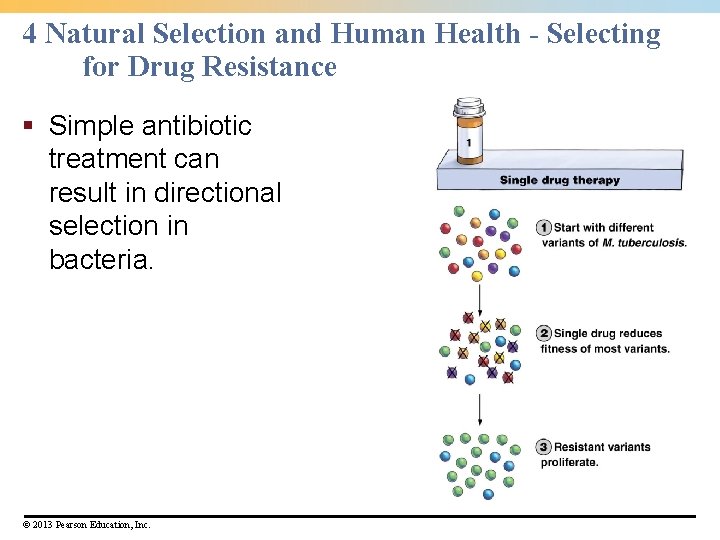 4 Natural Selection and Human Health - Selecting for Drug Resistance § Simple antibiotic