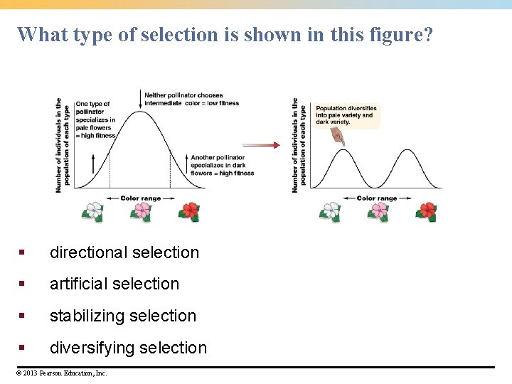 What type of selection is shown in this figure? § directional selection § artificial