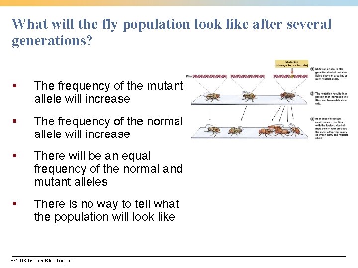 What will the fly population look like after several generations? § The frequency of