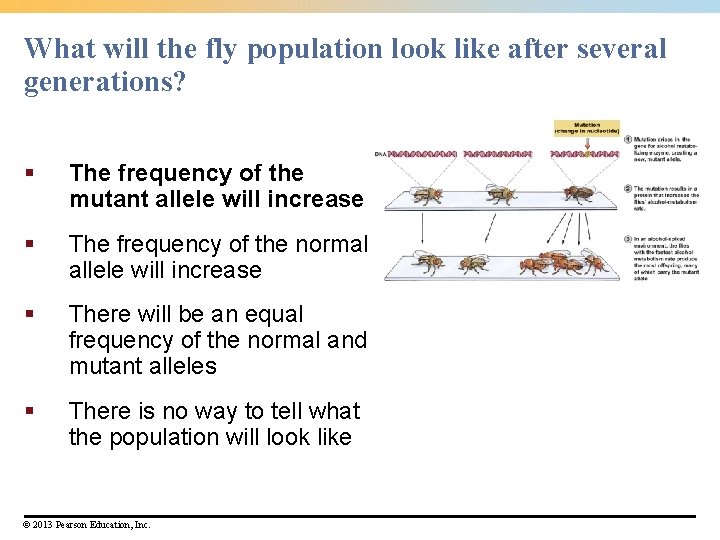 What will the fly population look like after several generations? § The frequency of