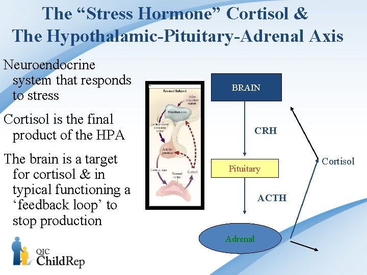 The “Stress Hormone” Cortisol & The Hypothalamic-Pituitary-Adrenal Axis Neuroendocrine system that responds to stress The “Stress Hormone” Cortisol & The Hypothalamic-Pituitary-Adrenal Axis Neuroendocrine system that responds to stress