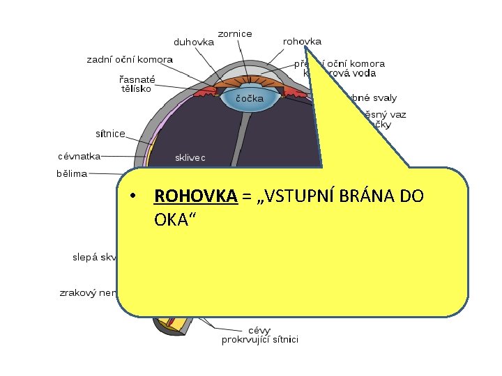  • ROHOVKA = „VSTUPNÍ BRÁNA DO OKA“ 