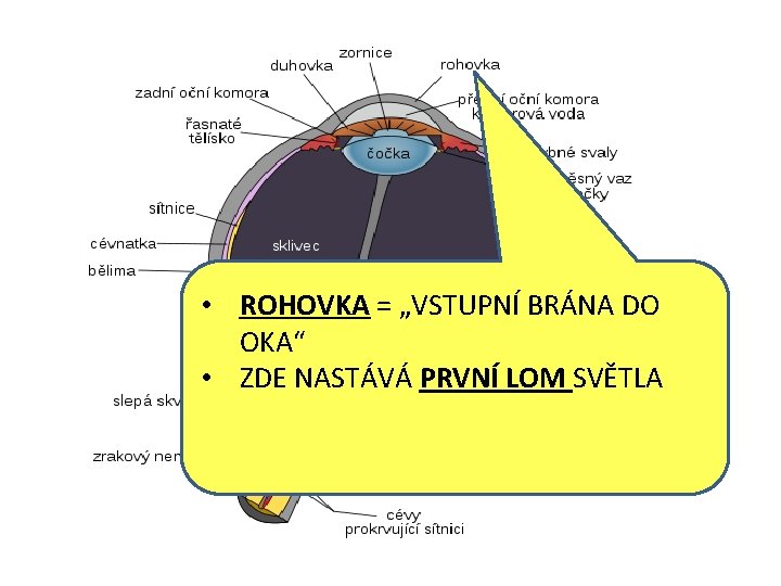  • ROHOVKA = „VSTUPNÍ BRÁNA DO OKA“ • ZDE NASTÁVÁ PRVNÍ LOM SVĚTLA