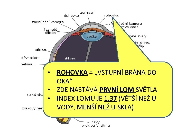  • ROHOVKA = „VSTUPNÍ BRÁNA DO OKA“ • ZDE NASTÁVÁ PRVNÍ LOM SVĚTLA