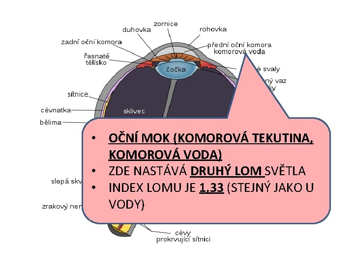  • OČNÍ MOK (KOMOROVÁ TEKUTINA, KOMOROVÁ VODA) • ZDE NASTÁVÁ DRUHÝ LOM SVĚTLA