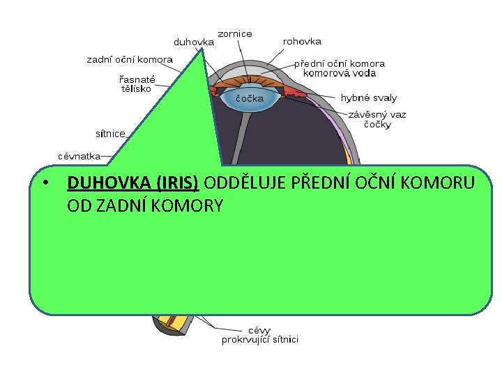  • DUHOVKA (IRIS) ODDĚLUJE PŘEDNÍ OČNÍ KOMORU OD ZADNÍ KOMORY 