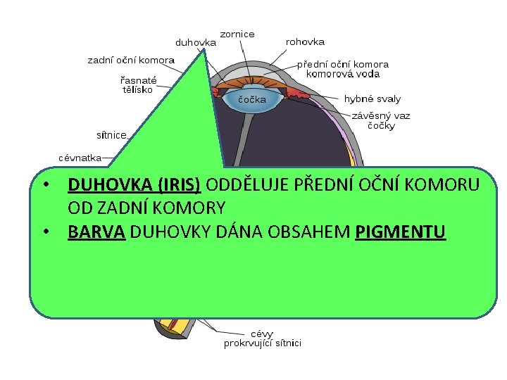  • DUHOVKA (IRIS) ODDĚLUJE PŘEDNÍ OČNÍ KOMORU OD ZADNÍ KOMORY • BARVA DUHOVKY