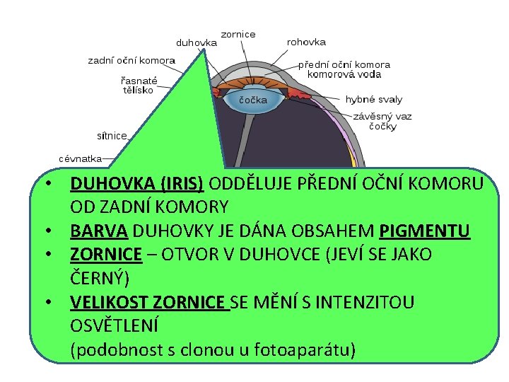  • DUHOVKA (IRIS) ODDĚLUJE PŘEDNÍ OČNÍ KOMORU OD ZADNÍ KOMORY • BARVA DUHOVKY