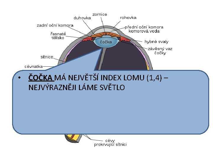  • ČOČKA MÁ NEJVĚTŠÍ INDEX LOMU (1, 4) – NEJVÝRAZNĚJI LÁME SVĚTLO 