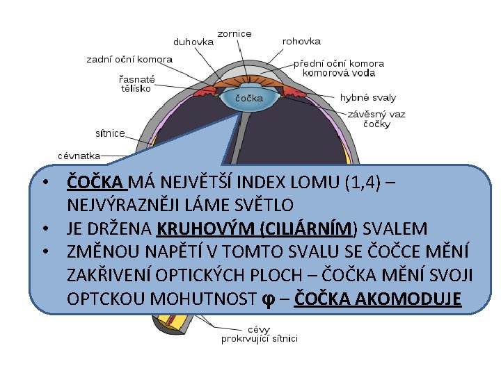  • ČOČKA MÁ NEJVĚTŠÍ INDEX LOMU (1, 4) – NEJVÝRAZNĚJI LÁME SVĚTLO •