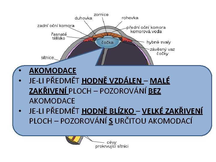  • AKOMODACE • JE-LI PŘEDMĚT HODNĚ VZDÁLEN – MALÉ ZAKŘIVENÍ PLOCH – POZOROVÁNÍ