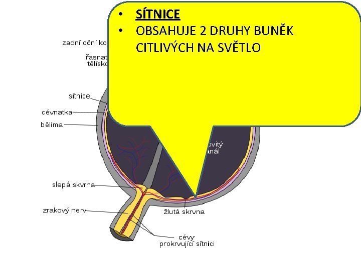  • SÍTNICE • OBSAHUJE 2 DRUHY BUNĚK CITLIVÝCH NA SVĚTLO 