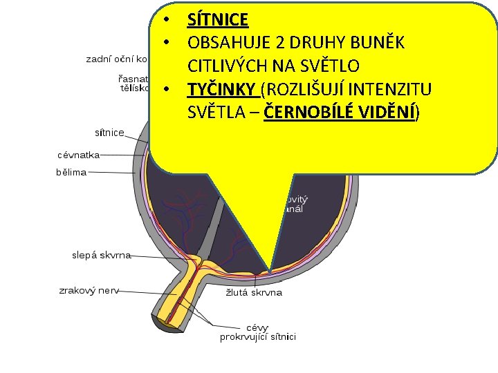  • SÍTNICE • OBSAHUJE 2 DRUHY BUNĚK CITLIVÝCH NA SVĚTLO • TYČINKY (ROZLIŠUJÍ