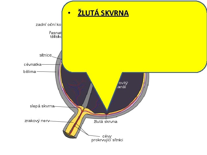  • ŽLUTÁ SKVRNA 