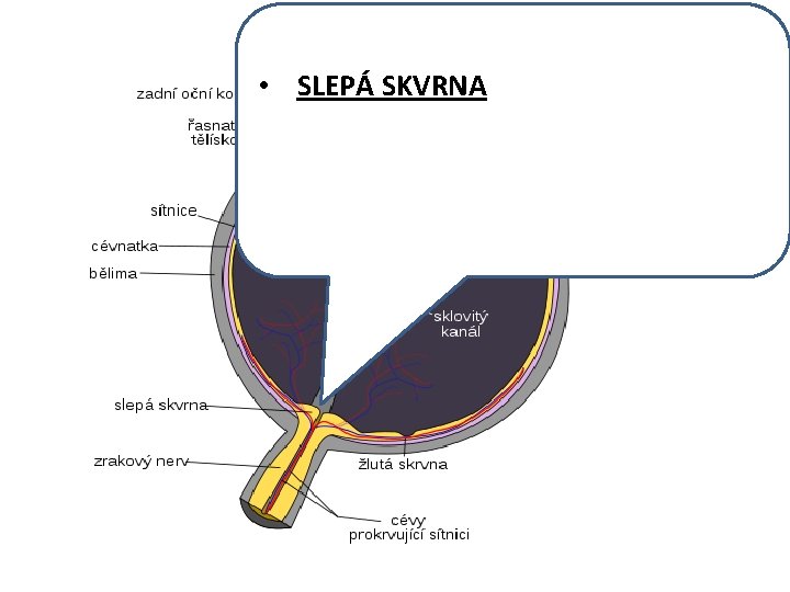  • SLEPÁ SKVRNA 