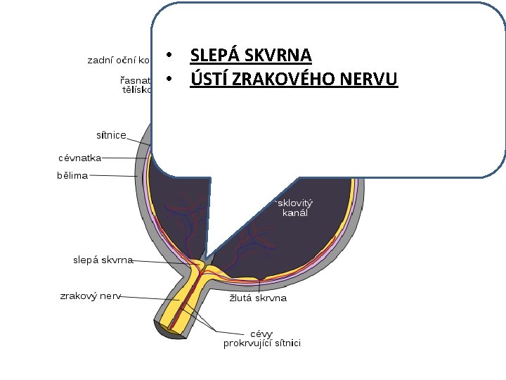  • SLEPÁ SKVRNA • ÚSTÍ ZRAKOVÉHO NERVU 