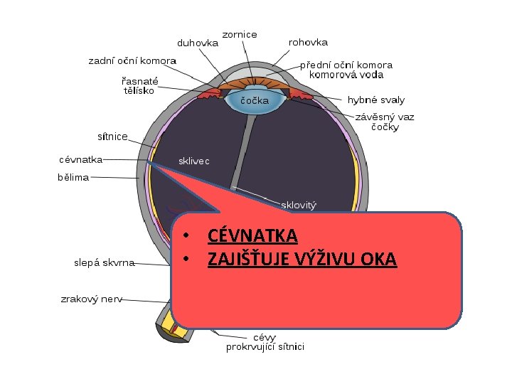  • CÉVNATKA • ZAJIŠŤUJE VÝŽIVU OKA 