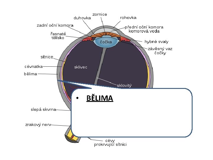  • BĚLIMA 