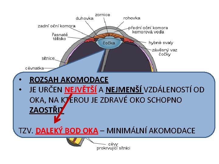  • ROZSAH AKOMODACE • JE URČEN NEJVĚTŠÍ A NEJMENŠÍ VZDÁLENOSTÍ OD OKA, NA