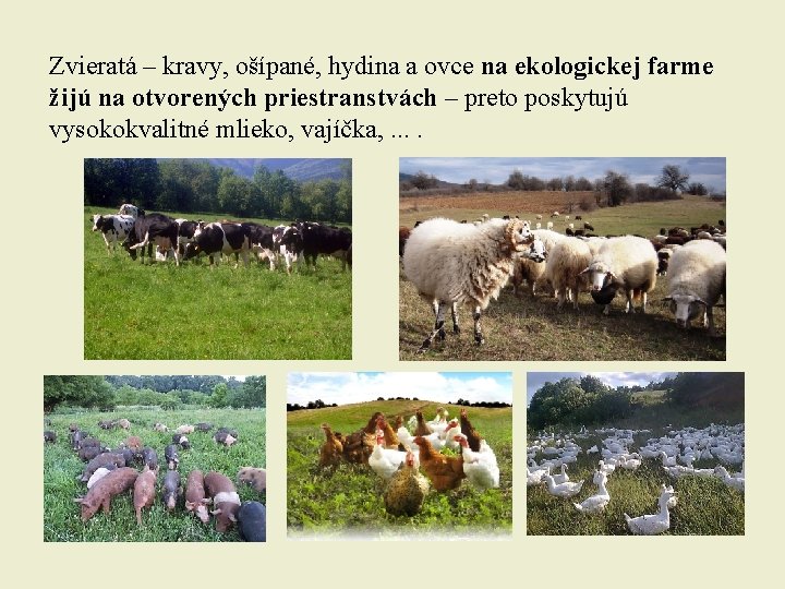 Zvieratá – kravy, ošípané, hydina a ovce na ekologickej farme žijú na otvorených priestranstvách