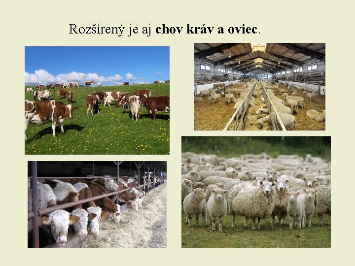 Rozšírený je aj chov kráv a oviec. 