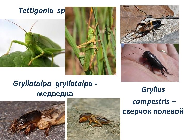 Tettigonia sp. • Gryllotalpa gryllotalpa медведка Gryllus campestris – сверчок полевой 