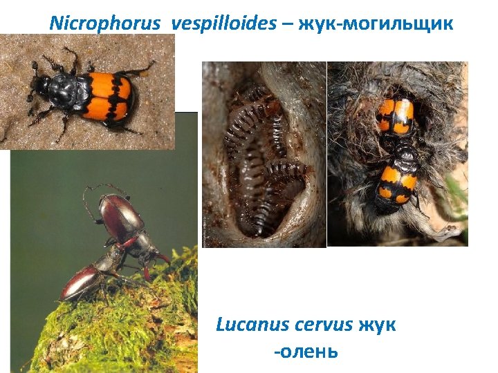 Nicrophorus vespilloides – жук-могильщик Lucanus cervus жук -олень 