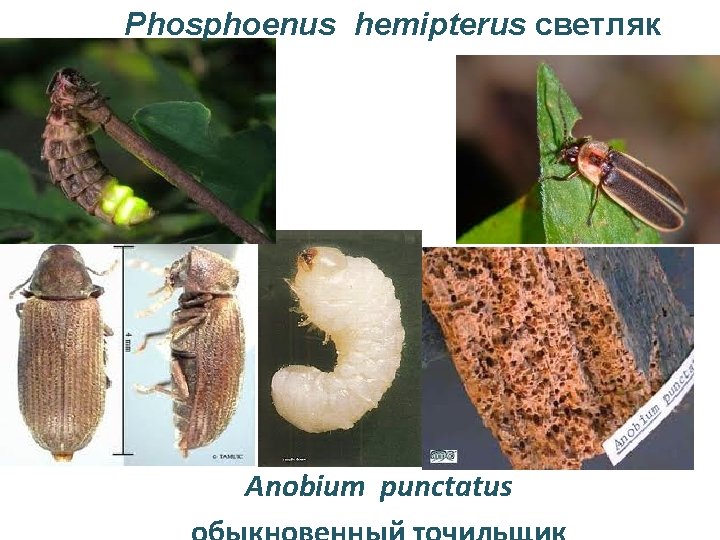Phosphoenus hemipterus светляк Anobium punctatus 