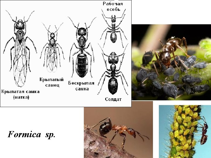 Formica sp. 