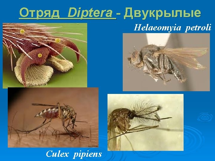 Отряд Diptera - Двукрылые Helaeomyia petroli Ø Culex pipiens 