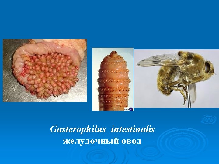 Ø Gasterophilus intestinalis желудочный овод 