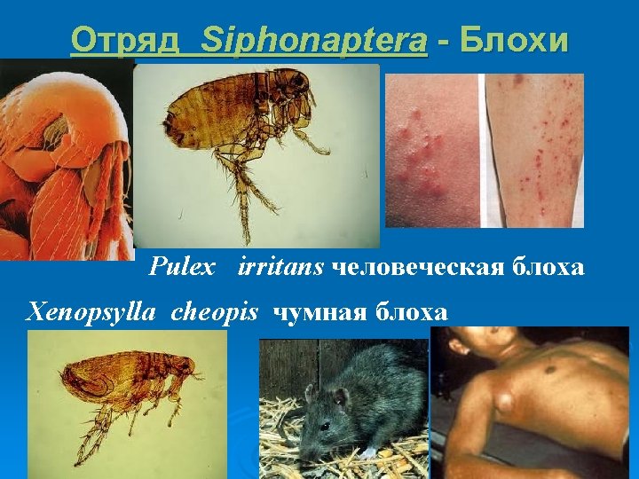 Отряд Siphonaptera - Блохи Ø Pulex irritans человеческая блоха Xenopsylla cheopis чумная блоха 