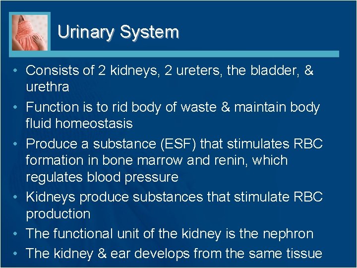 Urinary System • Consists of 2 kidneys, 2 ureters, the bladder, & urethra •