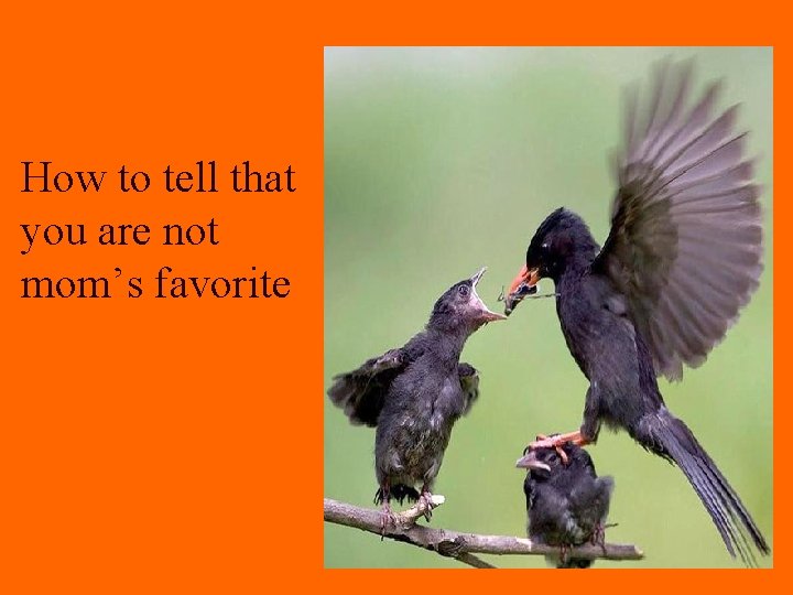 How to tell that you are not mom’s favorite How to tell that you are not mom’s favorite