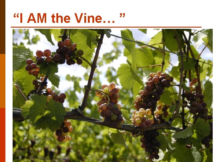 “I AM the Vine… ” 