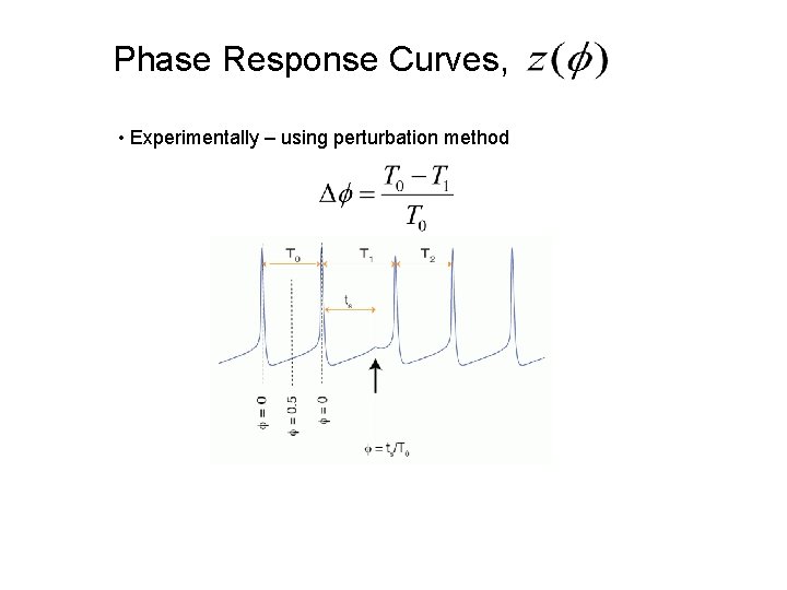 Phase Response Curves, • Experimentally – using perturbation method Phase Response Curves, • Experimentally – using perturbation method