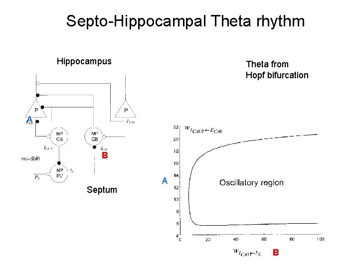 Septo-Hippocampal Theta rhythm Hippocampus Theta from Hopf bifurcation A B Septum A B Septo-Hippocampal Theta rhythm Hippocampus Theta from Hopf bifurcation A B Septum A B