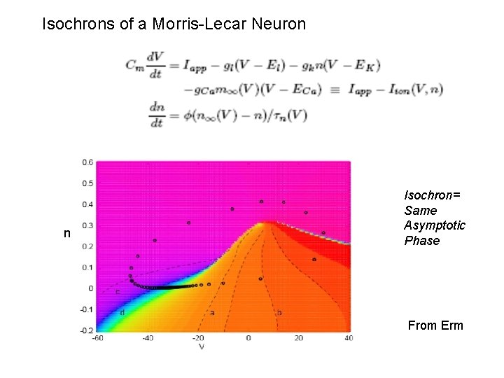Isochrons of a Morris-Lecar Neuron n Isochron= Same Asymptotic Phase From Erm Isochrons of a Morris-Lecar Neuron n Isochron= Same Asymptotic Phase From Erm