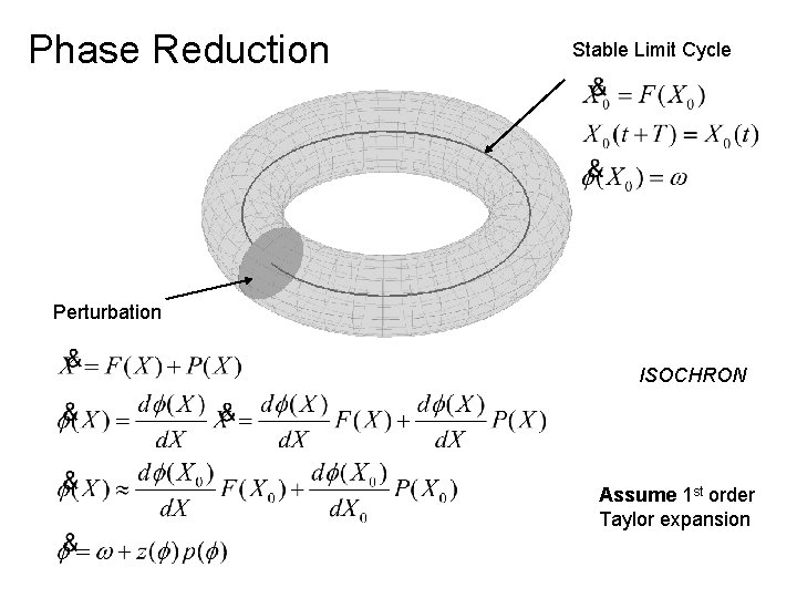 Phase Reduction Stable Limit Cycle Perturbation ISOCHRON Assume 1 st order Taylor expansion Phase Reduction Stable Limit Cycle Perturbation ISOCHRON Assume 1 st order Taylor expansion
