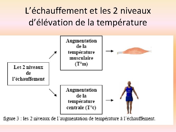 L’échauffement et les 2 niveaux d’élévation de la température 