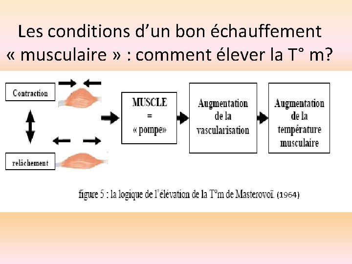 Les conditions d’un bon échauffement « musculaire » : comment élever la T° m?
