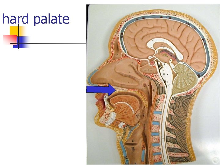 hard palate 