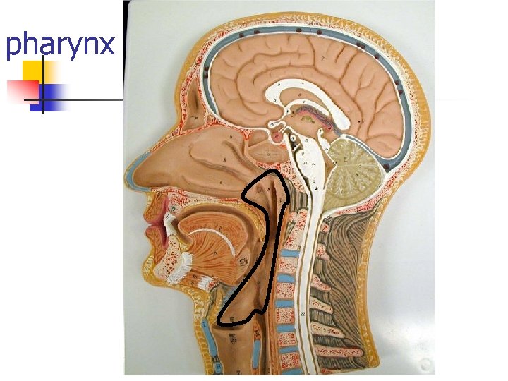 pharynx 