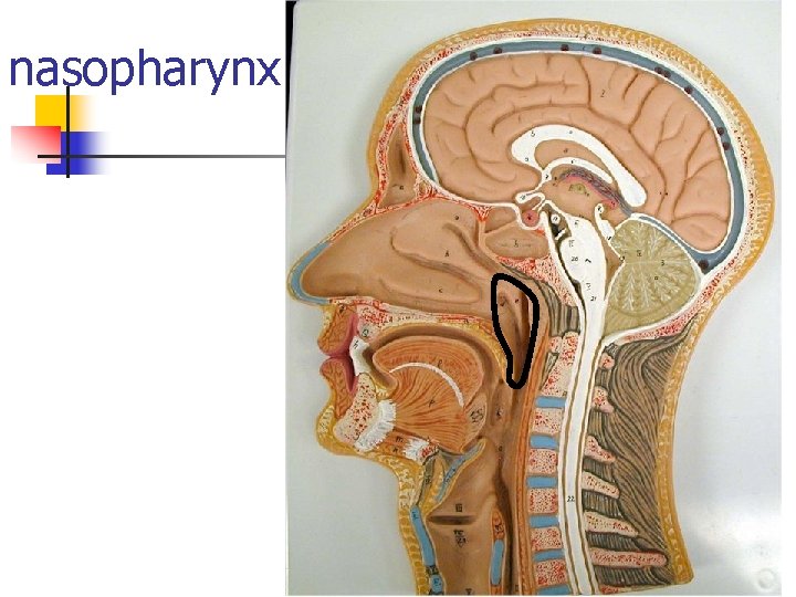 nasopharynx 