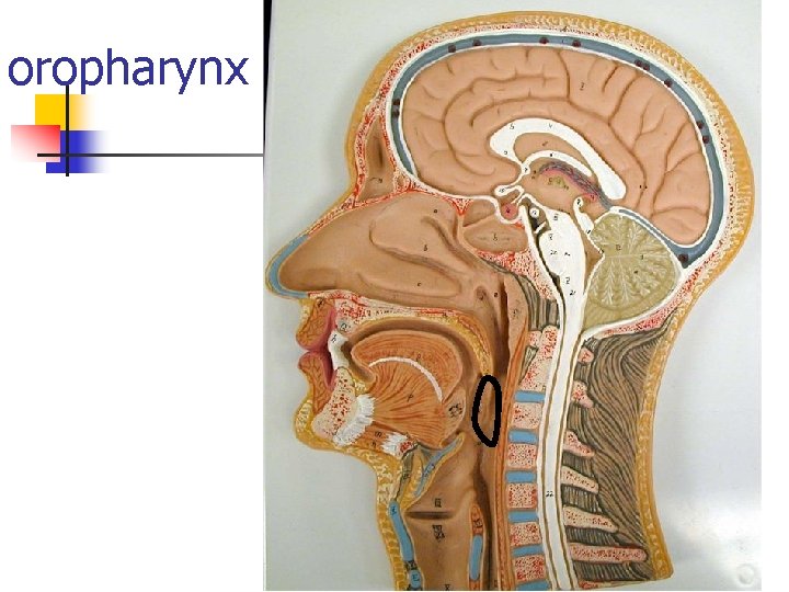 oropharynx 