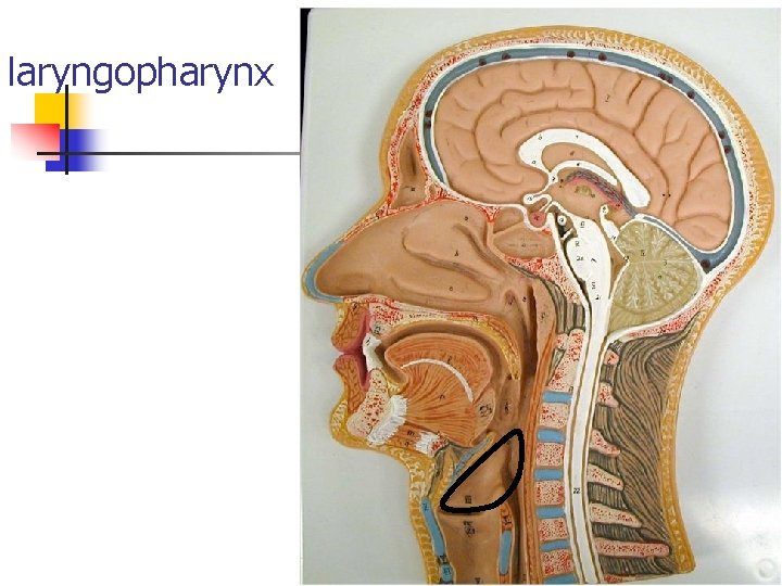 laryngopharynx 